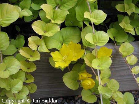 Lysimachia nummularia 'Aurea', suikeroalpi